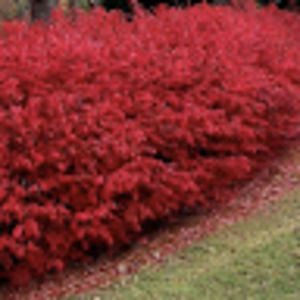 Meet your Posher, Meandorous